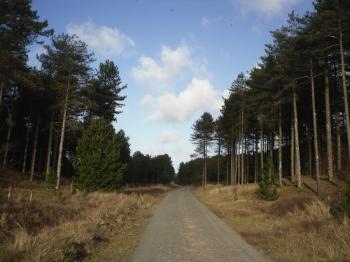 Newborough Forest Walk - www.anglesey-hidden-gem.com