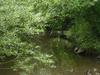 Nant y Pandy Nature Reserve - River Cefni Llangefni