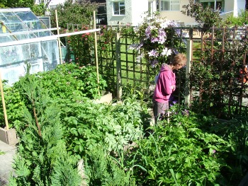 Wendy Steele's Vegetable Garden