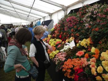 Anglesey 
Show