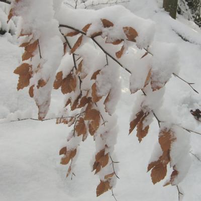 Young beech trees bowed down by snow